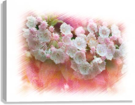 Mountain Laurel flowers Canvas Print