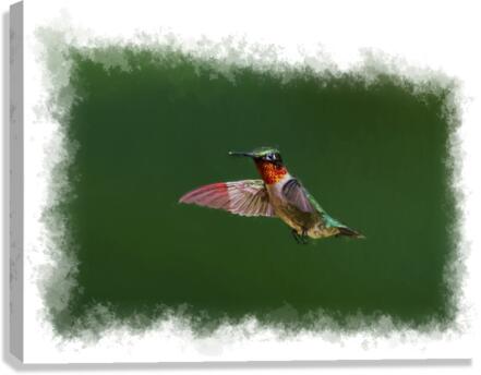 Hummingbird flying Canvas Print