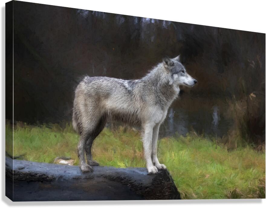 The wolf also known as the greygray wolf or timber wolf  Canvas Print