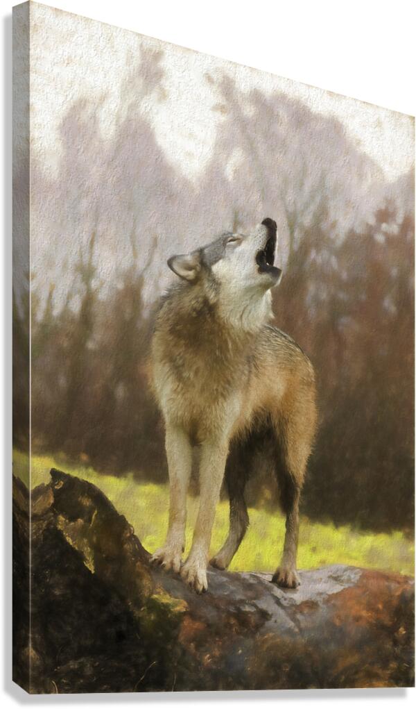 Wolves are legendary because of their spine-tingling howl  Canvas Print