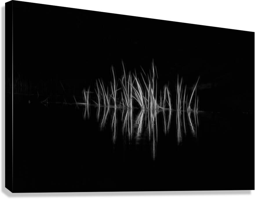 Reeds along the bank along a stream Canvas Print