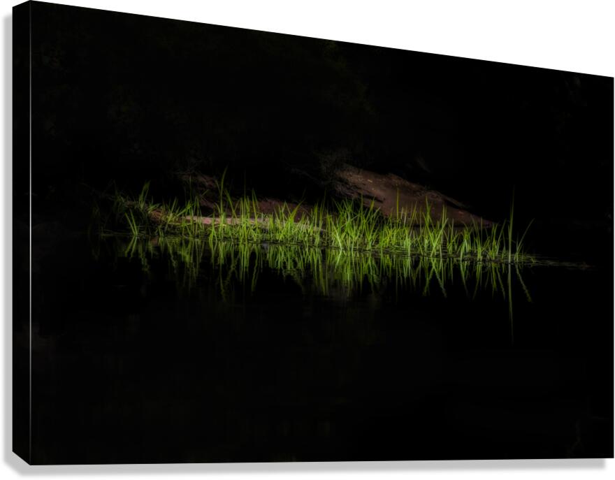 Grass along the rivers edge Canvas Print