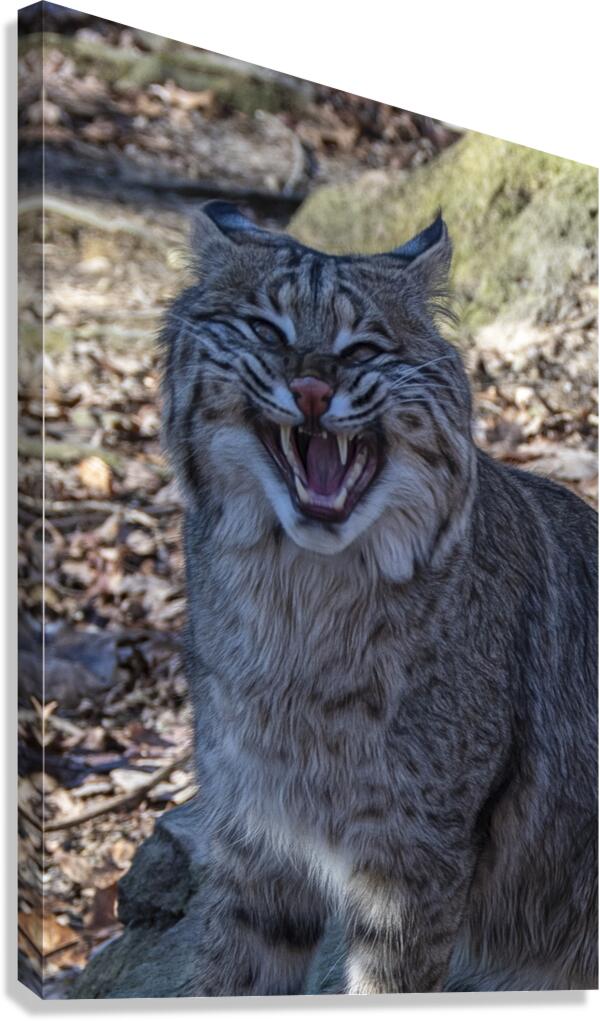 Bobcat Snarling Canvas Print