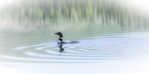 Loon Solitude - MSP23004-1