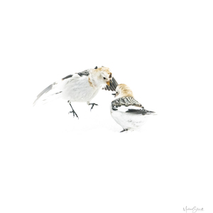 Snow Bunting 4 - MSP21117-01
