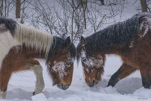 Yukon Wildies - MSP21122-01