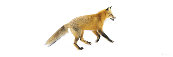 Yukon Red Fox on the Run - WL22003 by MICHAEL SCHMIDT PHOTOGRAPHY