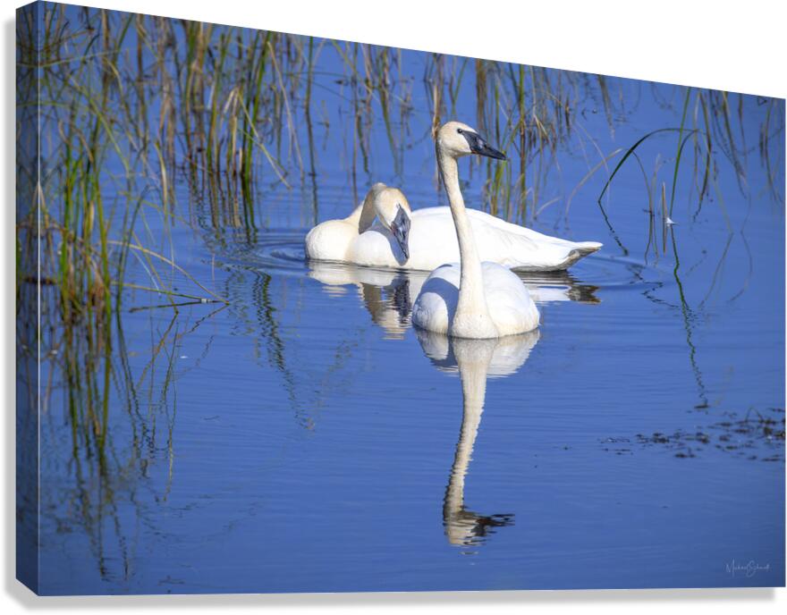 Swan Devotion   BD25001.1 Canvas Print