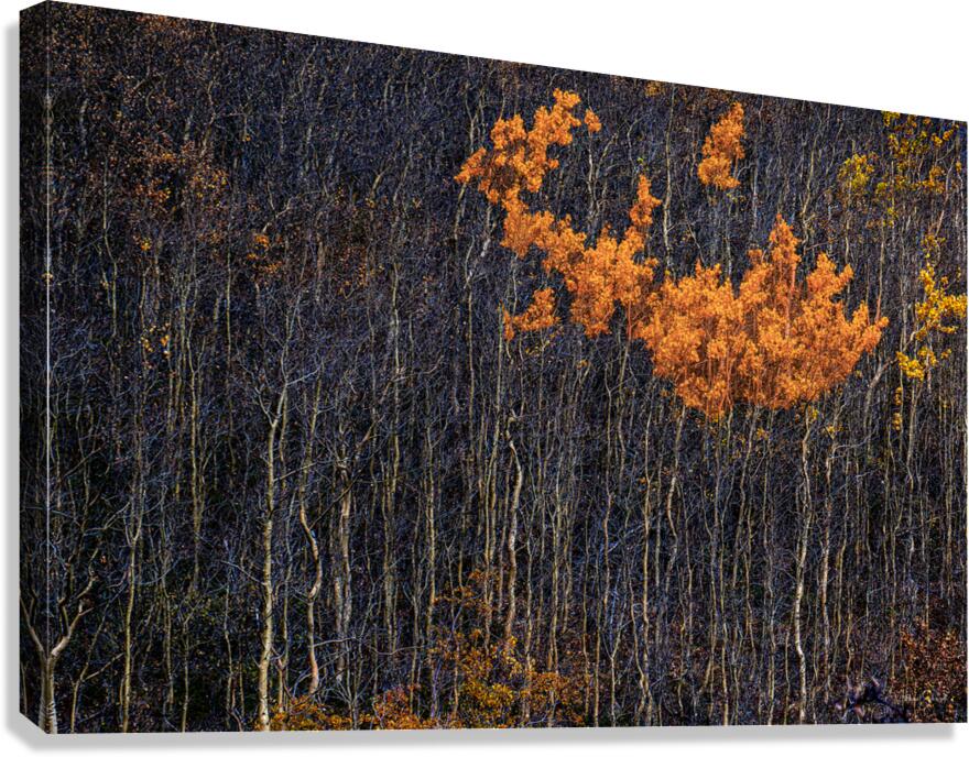 Auriol Range Fall - LS19003 Canvas Print