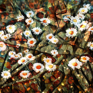 0796 Daisied and Infused