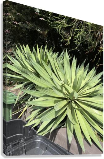 Vibrancy  Canvas Print
