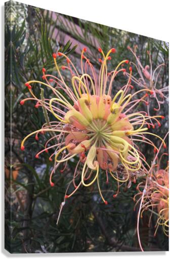Tentacles Flower  Canvas Print