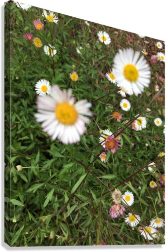 Double View  Canvas Print