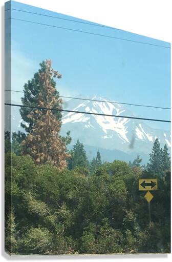 Mt Shasta Canvas Print