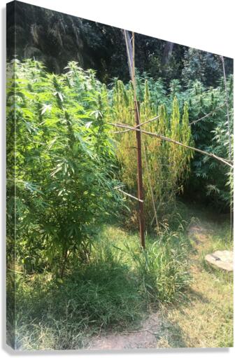 Cannbliss Canvas Print