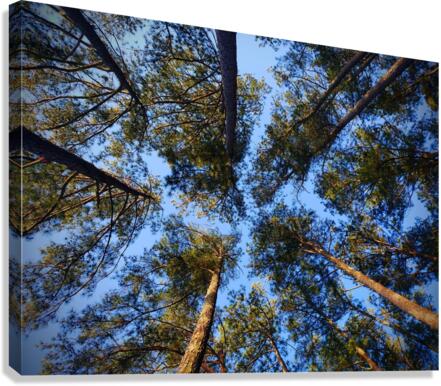 Live Tree Therapy Canvas Print