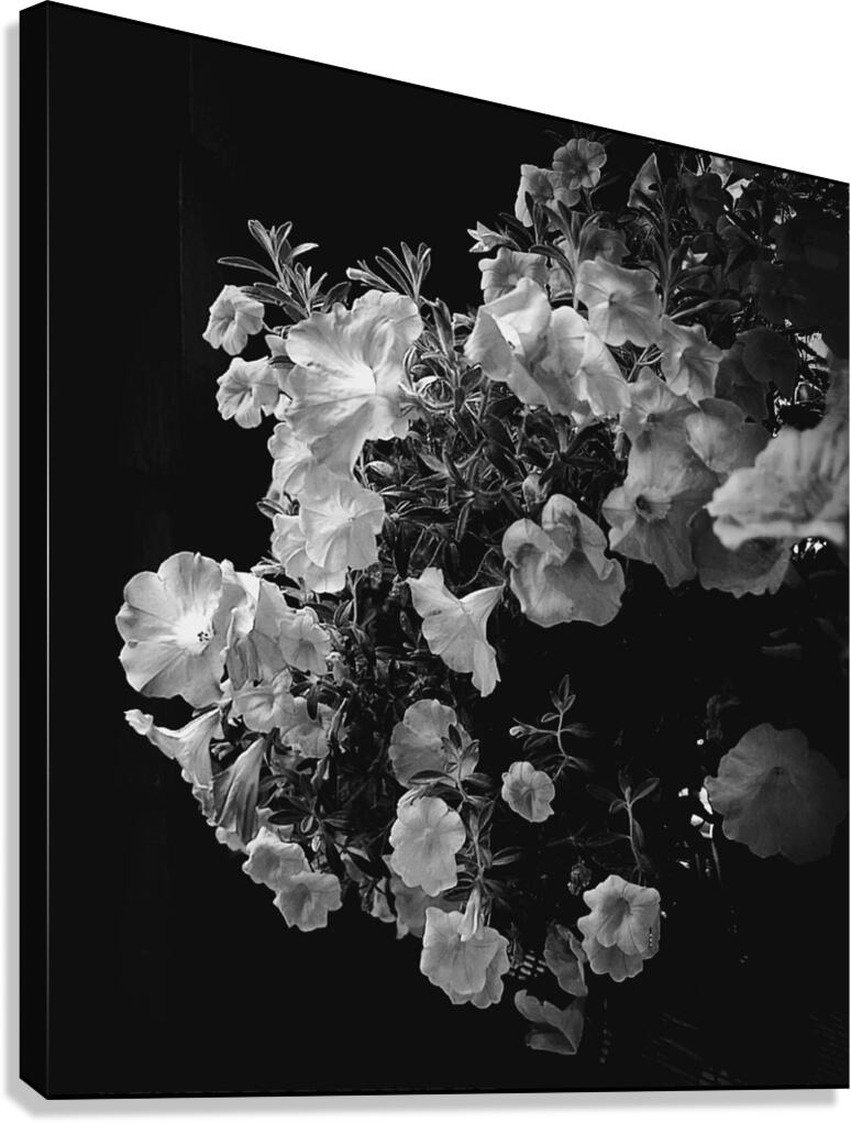 Geranium Canvas Print