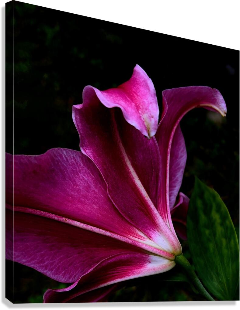 Stargazer Canvas Print