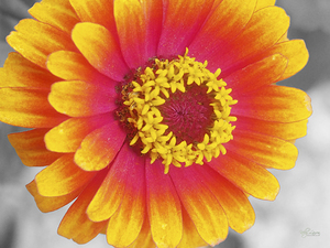 Colorfull Zinia