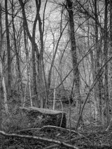 Monochrome Witoka Mossy Boulder