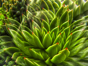 Kaleidoscope  Cactus