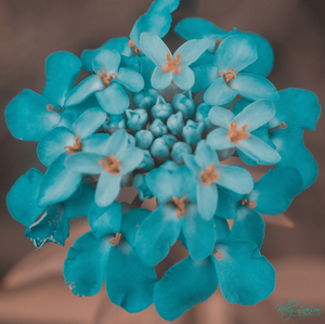 Candytuft Wildflower Blue
