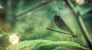 Dragonfly Leaf Tip Dance