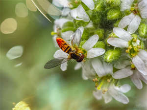 Margined Calligrapher