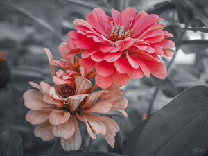 Old and New Zinnia 3 of 3