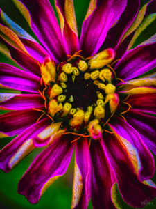 Zinnia Stripes