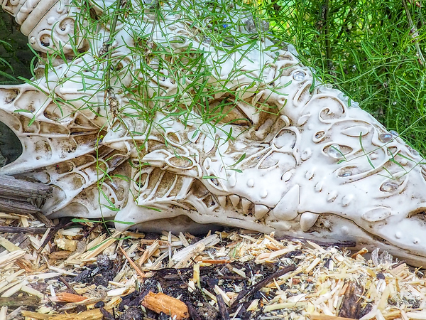Pine Dragon II Print