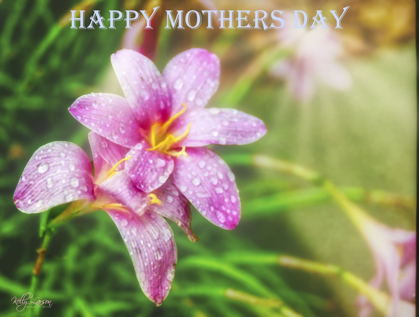 Pink Rain Lily Print