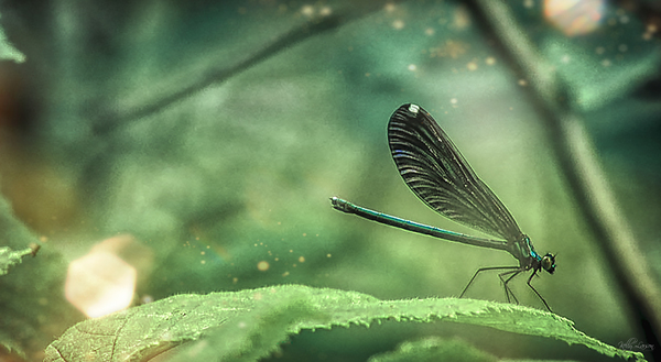 Dragonfly Leaf Tip Dance Print