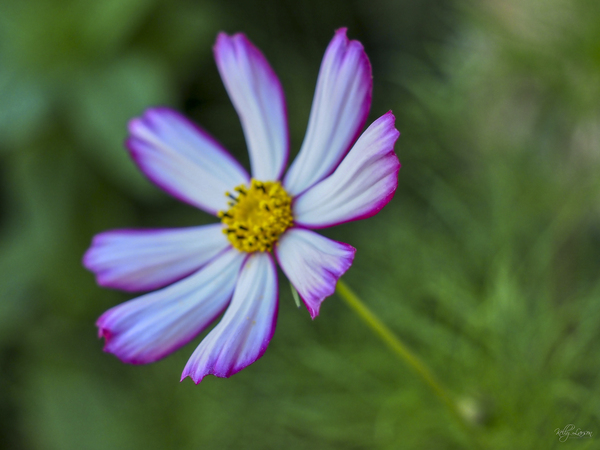 Cosmos Aster 2 of 3 by Kelly S Larson