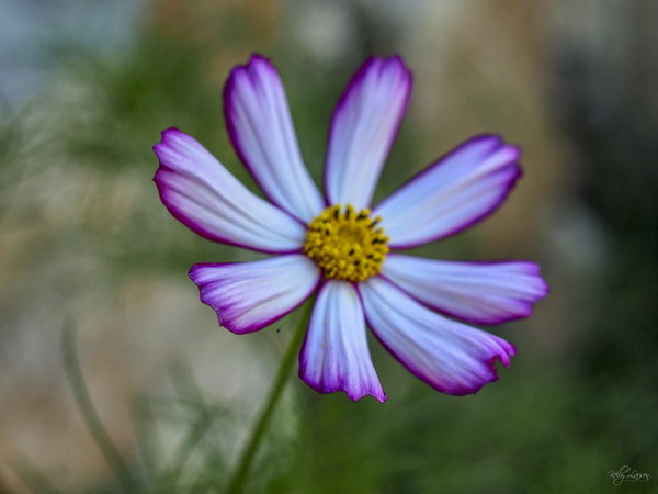 Cosmos Aster  1 of 3 by Kelly S Larson