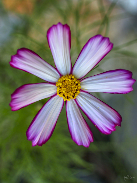 Cosmos Aster 3 of 3 by Kelly S Larson