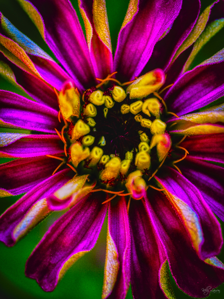 Zinnia Stripes by Kelly S Larson
