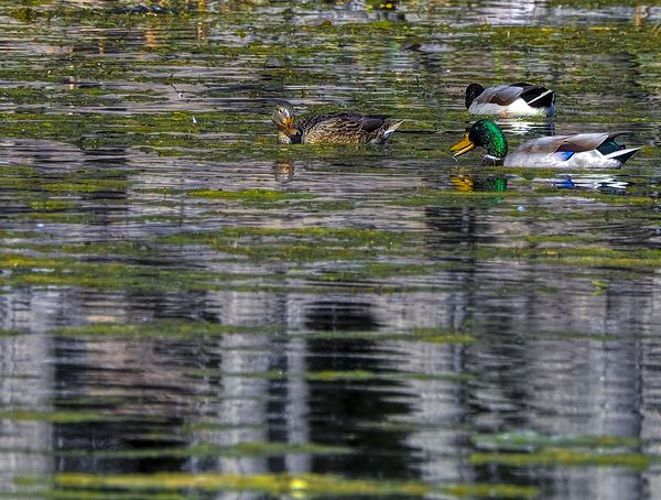 Duck Relfectons Print