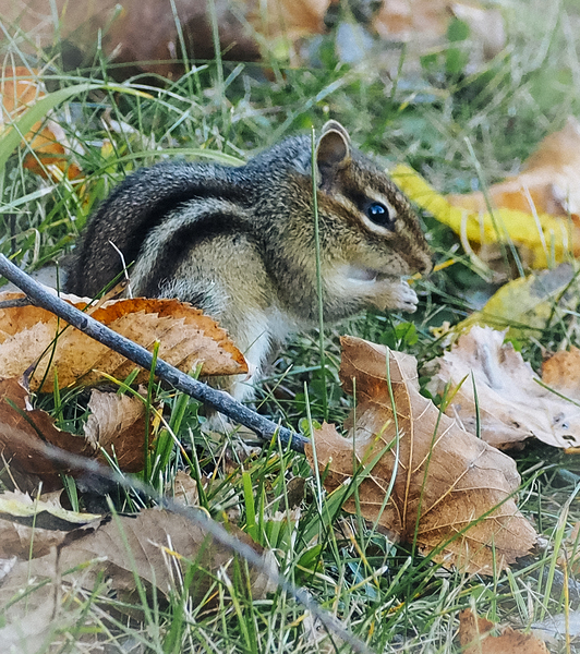 Chipmunk Print