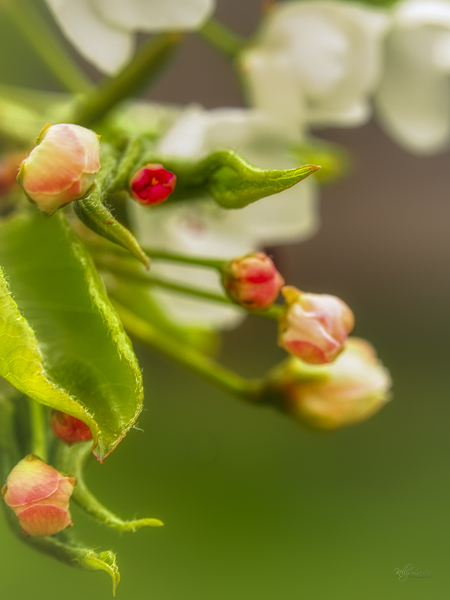 Pear Buds Print
