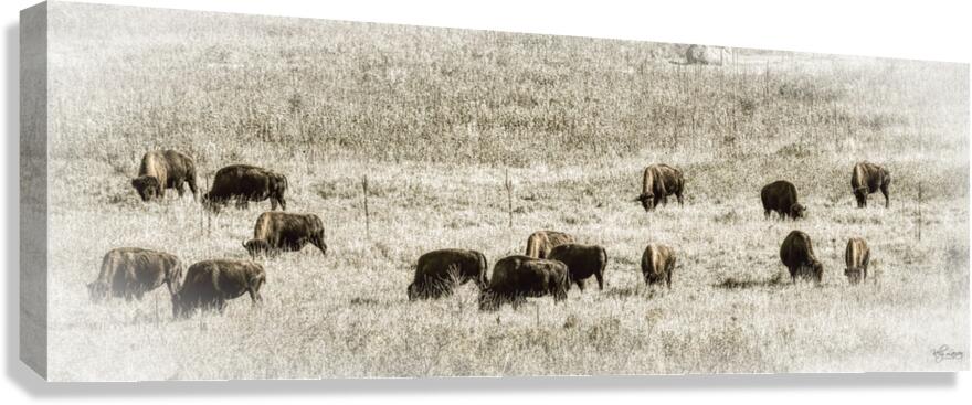 Wild Bison Canvas Print