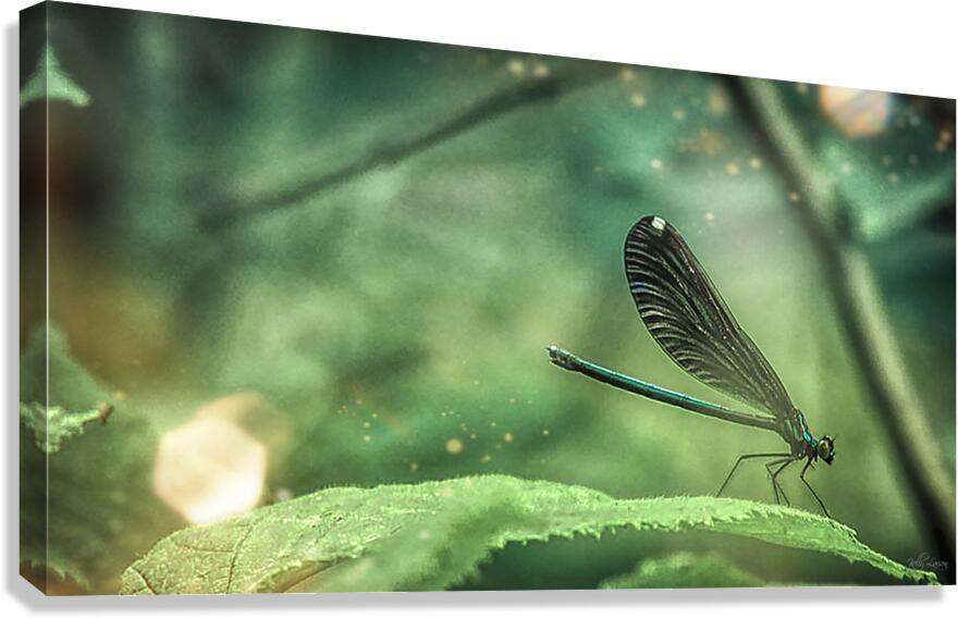 Dragonfly Leaf Tip Dance Canvas Print