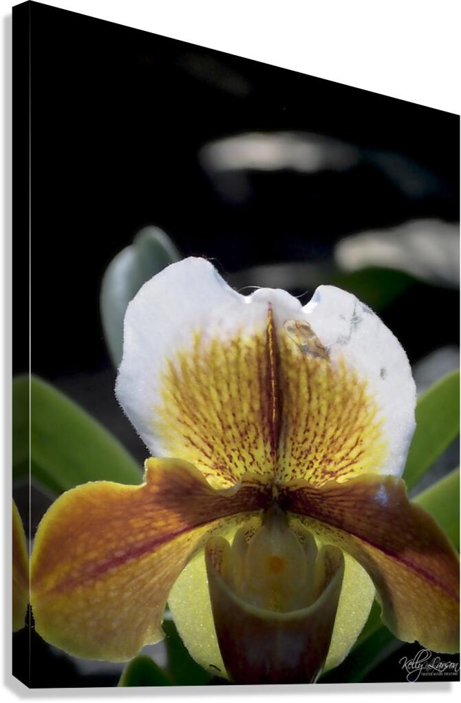 Iris Canvas Print