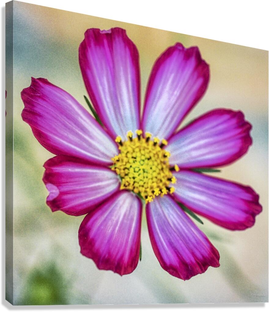 Cosmos Aster Canvas Print