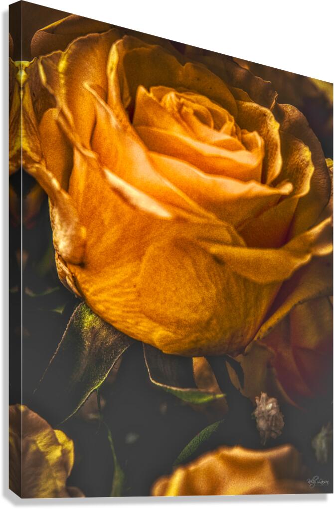 Dried Rose Canvas Print