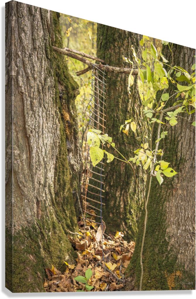 Squirl Ladder Canvas Print