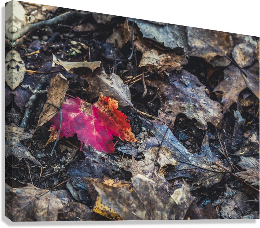 Red Leaf Ground Level Canvas Print