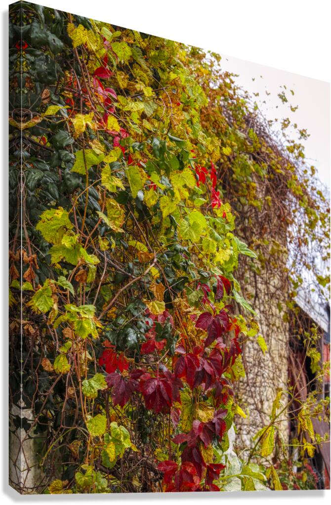 Vine House Canvas Print
