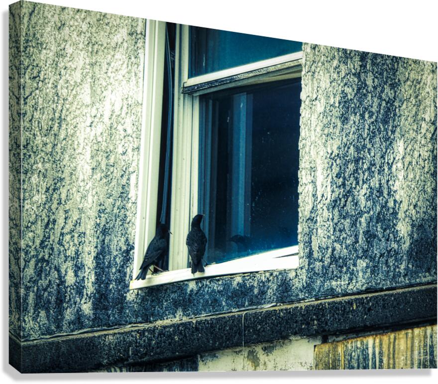 Black Bird Reflections Canvas Print