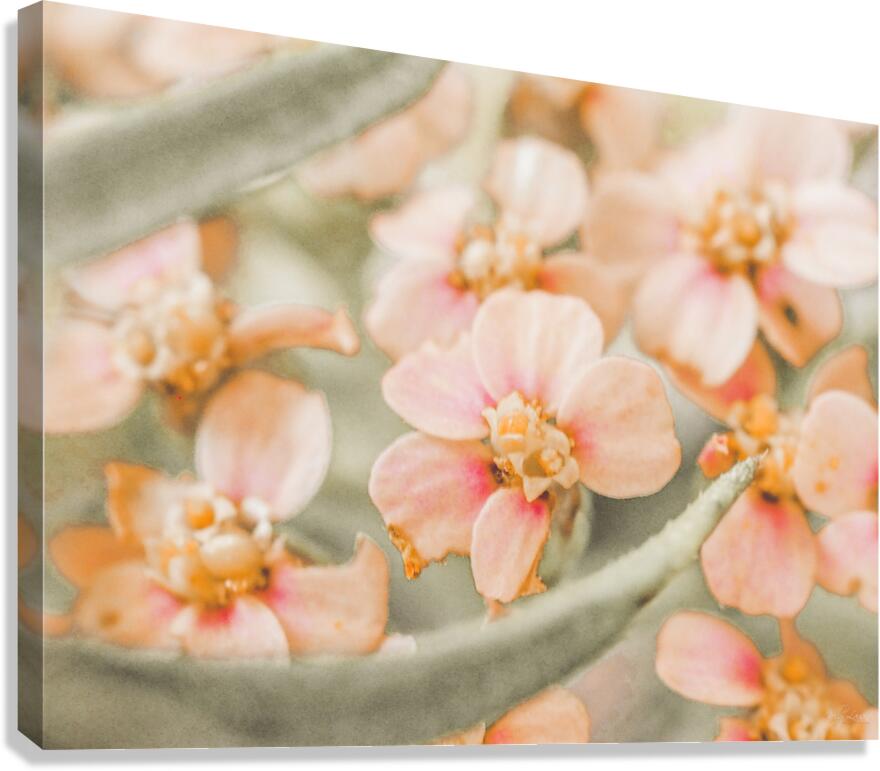 Spring Peach Canvas Print